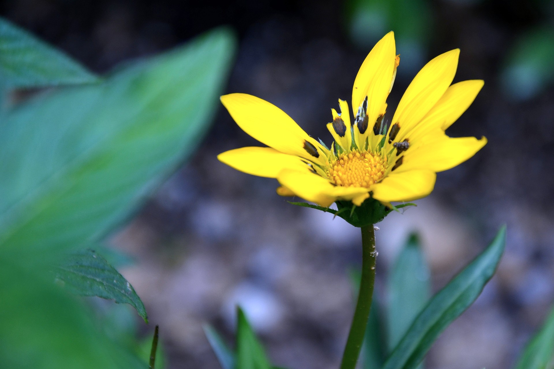Yellow in the Shadows